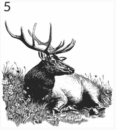 "NOT FOR SALE" SAMPLE LASER ENGRAVING ELK OPTIONS